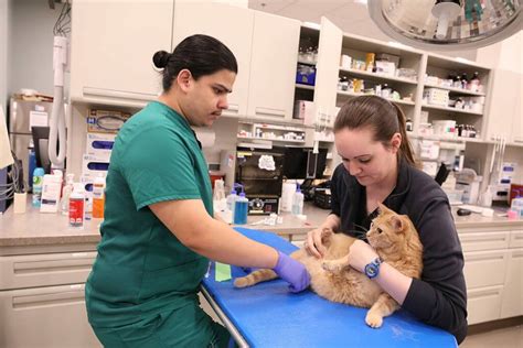 bluepearl pet hospital irvine reviews|BLUEPEARL PET HOSPITAL .